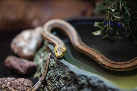 sweet garden snake in a hermes|Home .